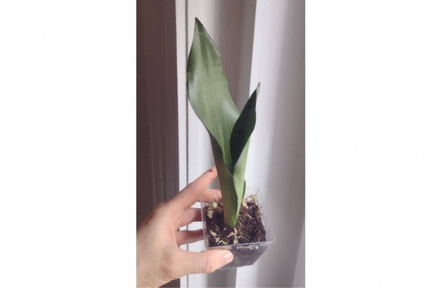 Szobanvny ritkasg Sanseveria Trifasciata Moonshine - anysnyelv