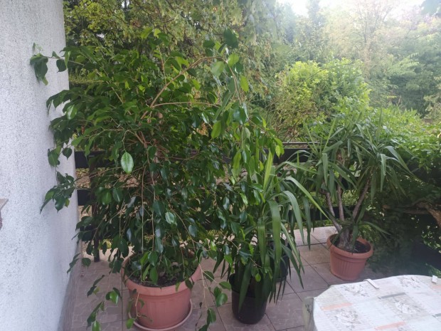 Szoban�v�nyek k�l�nb�z� m�retben