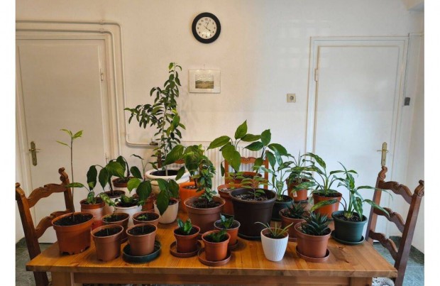 Szoban�v�nyek k�l�nb�z� m�retekben