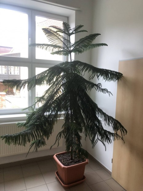 Szobanvnyek nagy trbe!