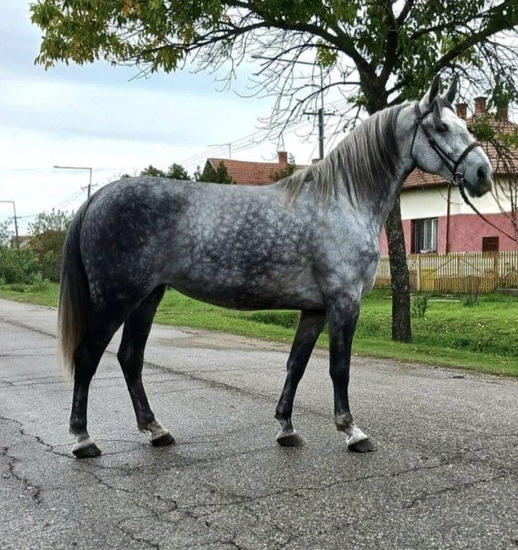 Szofi 7 ves kanca 178cm