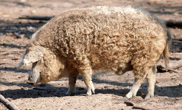 Szke Mangalica