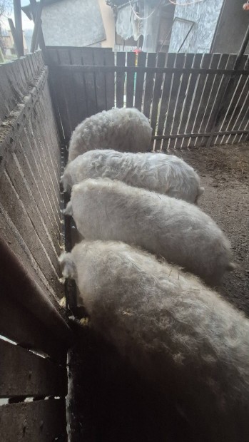 Szke Mangalica hzk