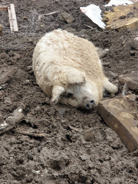 Szke mangalica