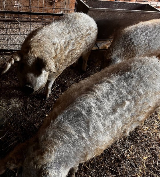 Szke mangalica 