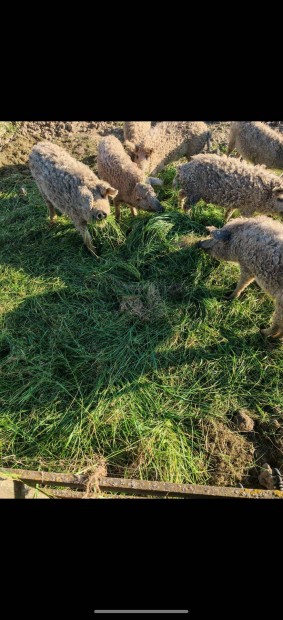Szőke mangalica csere racka kecske szárnyas és selejt kocára