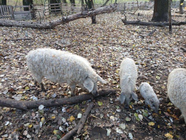 Szke mangalica elad