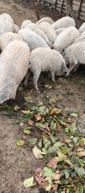 Szke mangalica elad tbb db csere racka kecske