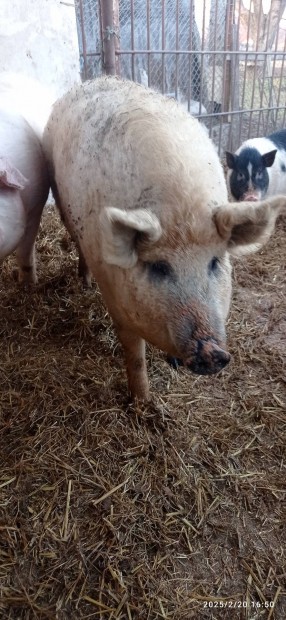 Szke mangalica hz s 2 sld kltzne