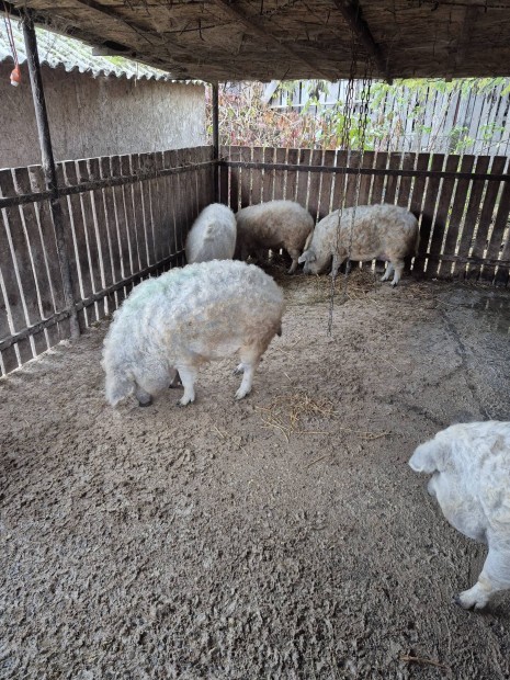 Szke mangalica hzk