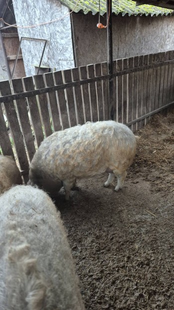 Szke mangalica hzk