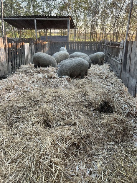 Szke mangalica hzk, malacok eladk