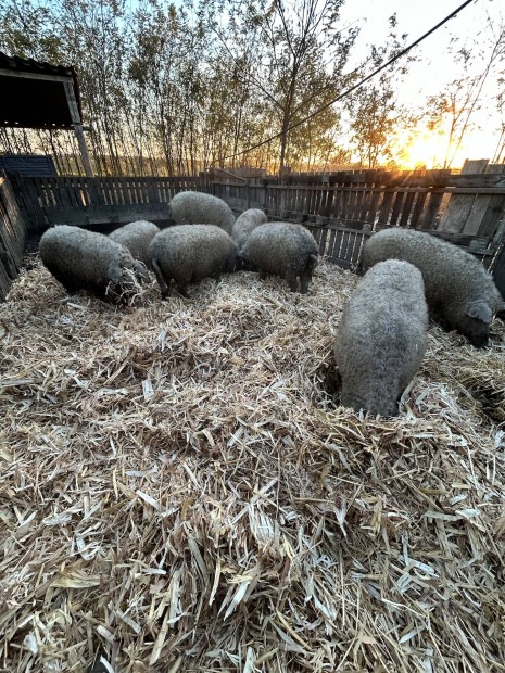 Szke mangalica hzk eladk