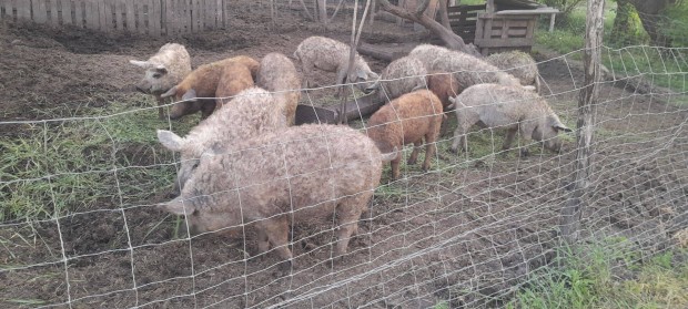 Szke mangalica koca sld