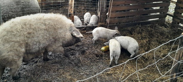 Szke mangalica malacok