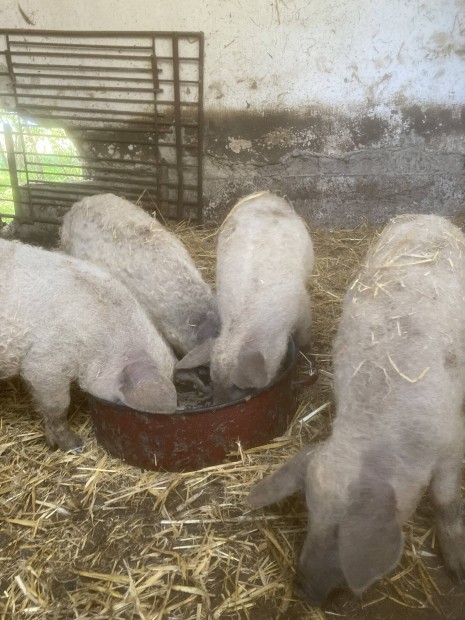 Szke mangalica malacok!