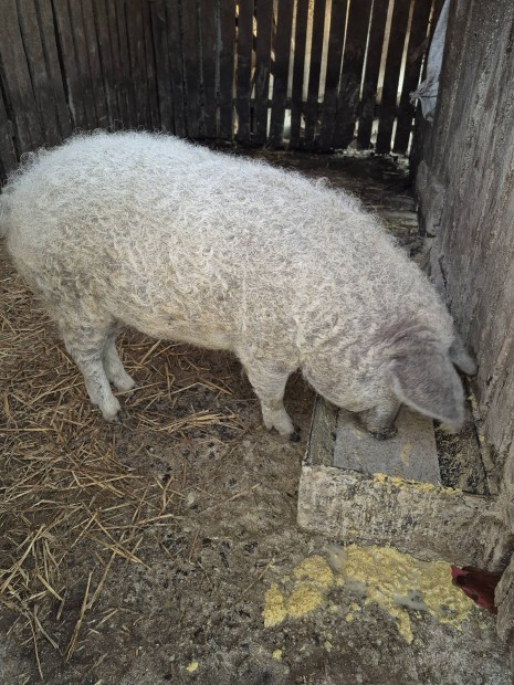 Szke mangalica sld