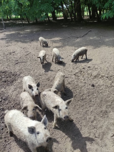 Szke mangalica sld