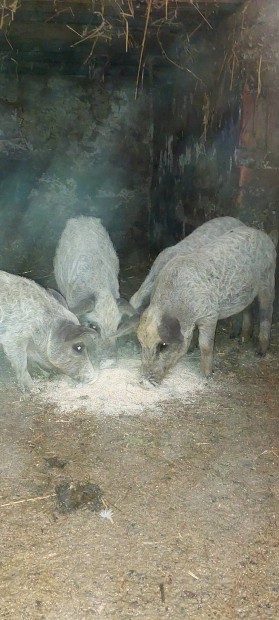 Szkemangalica malacok!