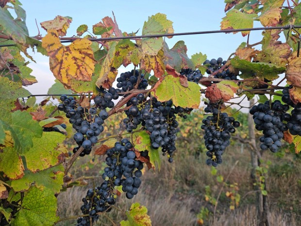 Szőlő - Zweigelt - Kópháza - Patak mellett - 0,35ha