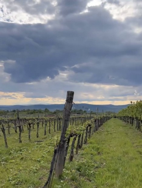 Sz�l� ter�let M�d H�ldv�lgy Tokaj Hegyalja