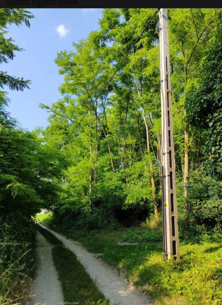 Sz�l�hegy z�rtkert