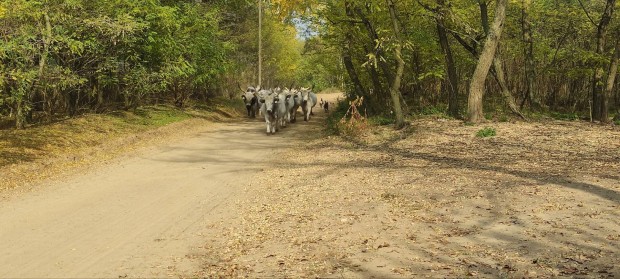 Szrkemarha borjak