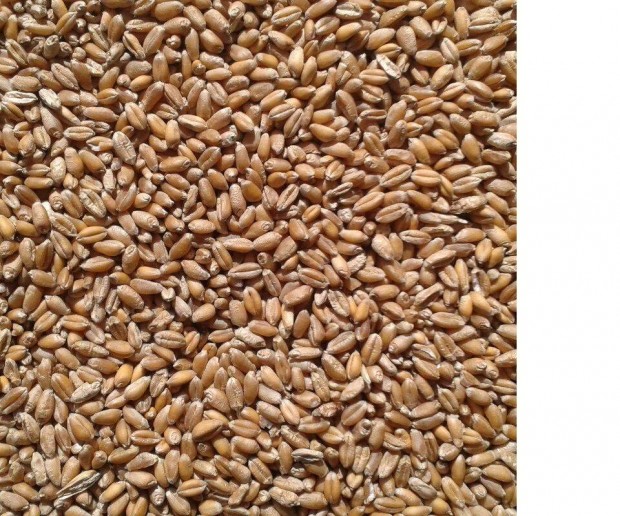 Takarm�ny b�za elad�!