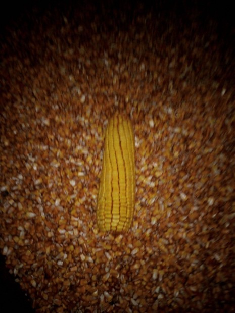 Takarmny kukorica elad