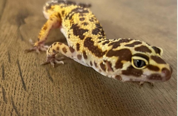 Tangerine leopardgekko