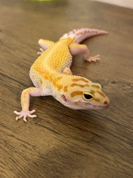 Tangerine tremper albino