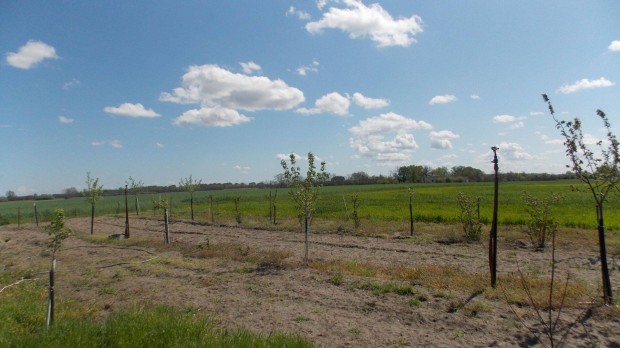 Tanya elad� 7 hekt�r f�lddel Csengel�n