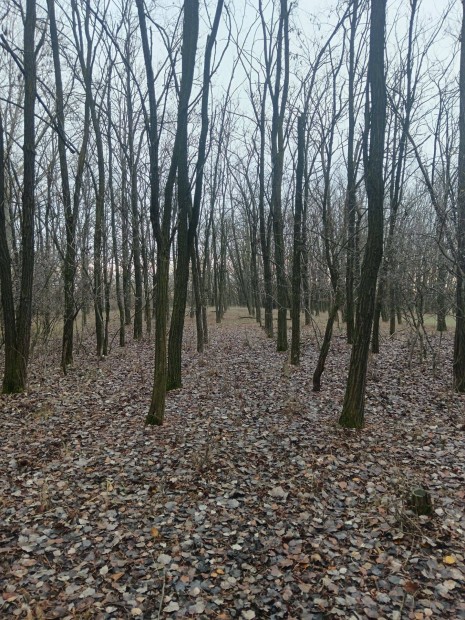 Tanya elad� Ball�sz�g �s Kadafalva k�z�tt