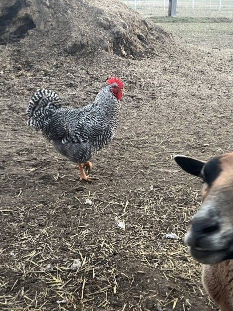 Tanyasi Kakasok Amarock, Australorp, Leghron