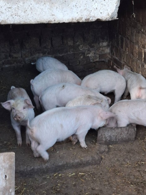 Tanyasi Vlasztsi malacok, mangalica hzk, kan diszn