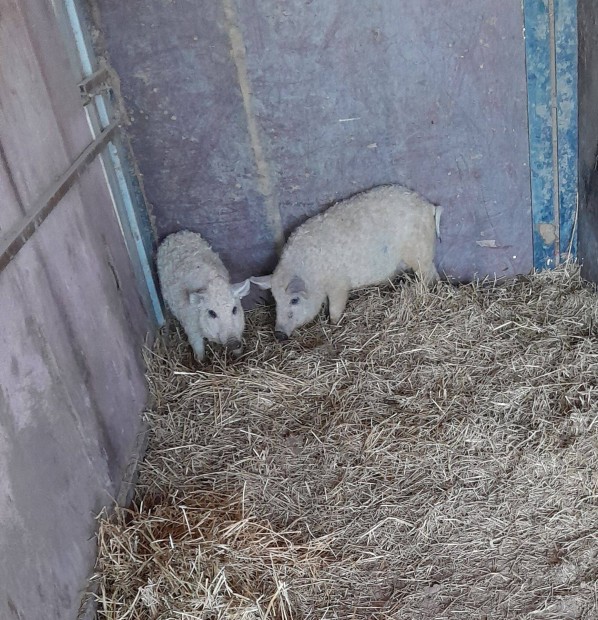 Tanyasi, szőke mangalica süldők eladók