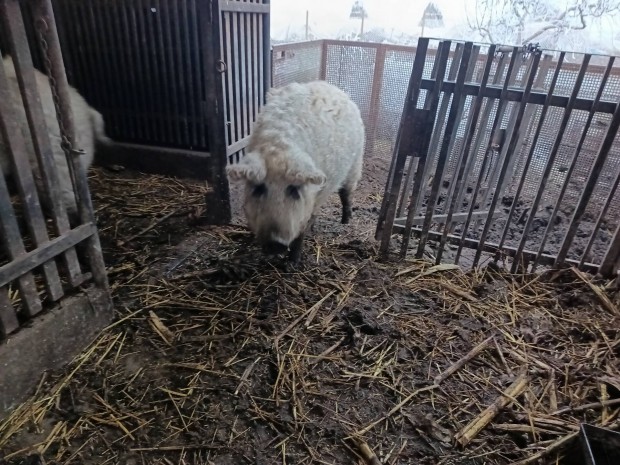 Tanyasi mangalica