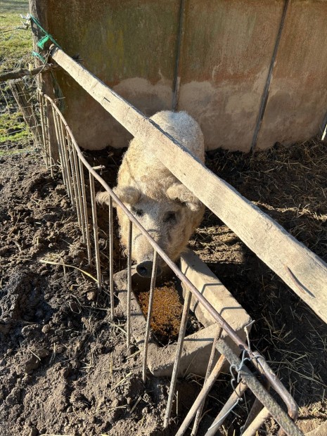 Tanyasi mangalica elad