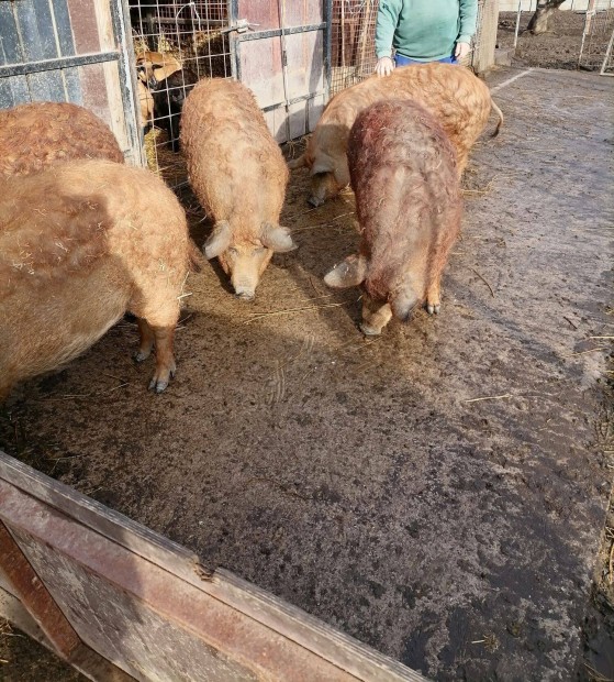 Tanyasi mangalica lve vagy pucolva