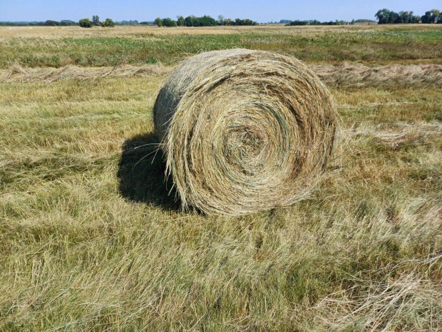 Tpanyagban gazdag szna Bla 120-as elad