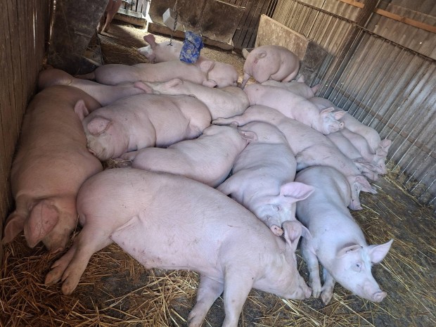 T�pmentes h�z� elad�! 