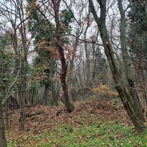 Tapolca k�lter�let�n a Hajagos-hegyen erd�s telek rommal elad�