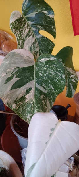 Tarka level Monstera