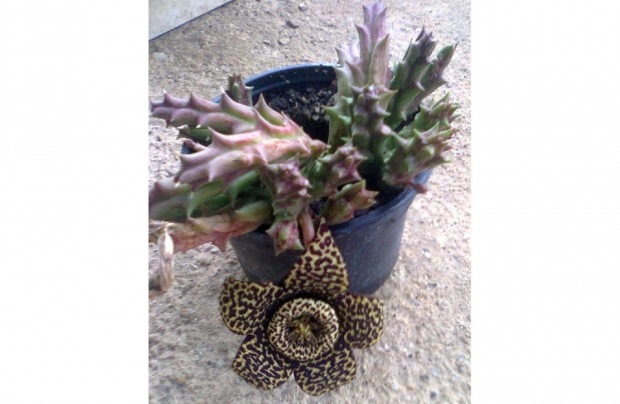 Tarka rendjelvirg (Stapelia variegata), ajndk Jakabliliom hagyma