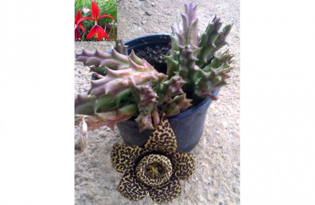 Tarka rendjelvirg (Stapelia variegata), ajndk Jakabliliom hagyma