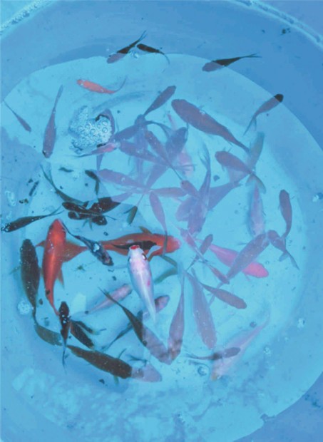 Tavi aranyhal kol�nia elvihet�