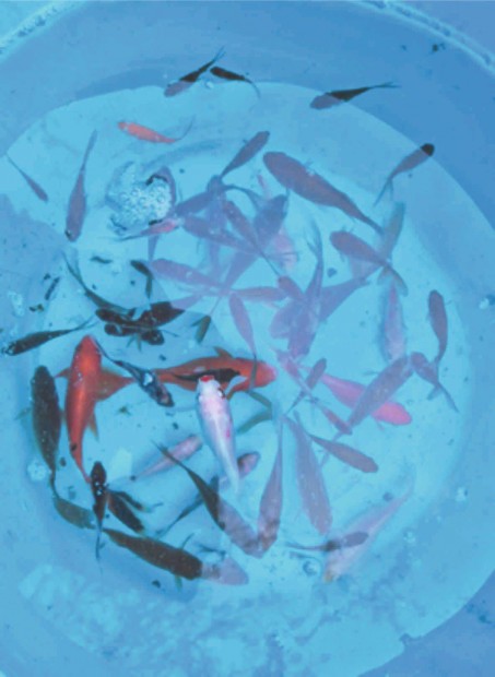 Tavi aranyhal kol�nia ingyen elvihet�