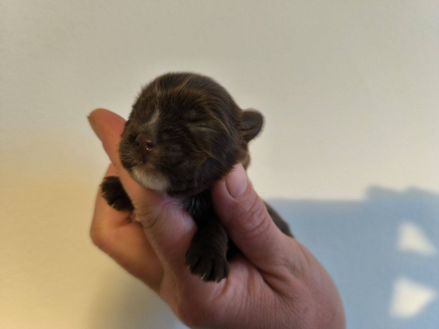 Teacup méretű yorkshire terrier kislány