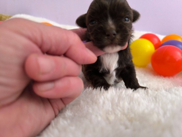 Teacup yorkshire terrier