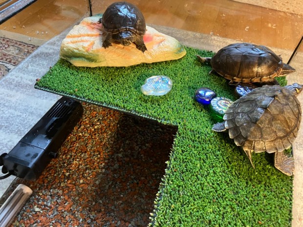 Teknősök terráriummal